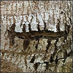 Bark of a manchineel tree