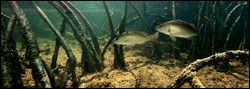 Fish swimming amongst mangrove roots