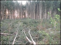 Partially cut and cleared melaleuca stand