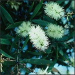 Close-up view of a melaleuca tree in flower