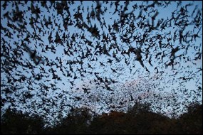 Mexican free-tailed bats exiting Bracken Bat Cave in Texas