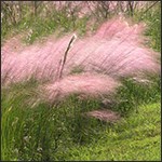Muhly grass in bloom