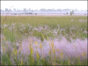 Muhly grass in bloom.