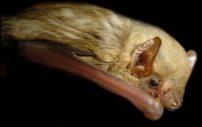 Male northern yellow bat