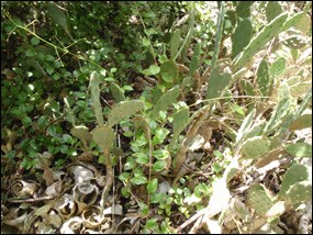 Prickly-pear cactus growing on Gopher Key