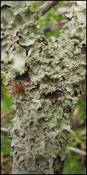 Parmotrema praesorediosum, a species of foliose lichen