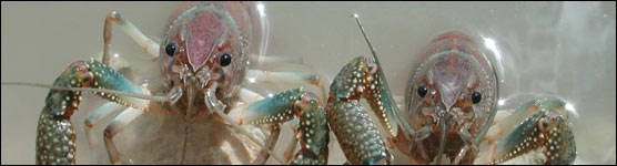 Crayfish are Ubiquitous Residents of Everglades Marshes