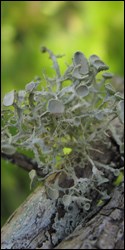 Ramalina denticulata, a species of fruticose lichen