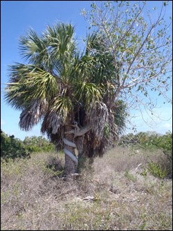 Sabal palmetto, commonly known as cabbage palm