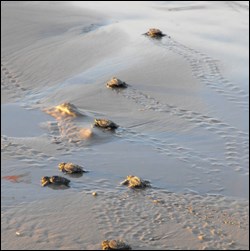 Sea turtle hatchlings