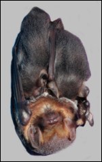 Female Seminole bat and pups