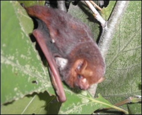 Male Seminole bat