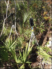 Pinelands acoustic monitoring site