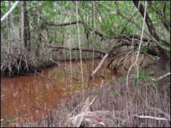 Mangrove peat forming in Snake Bight