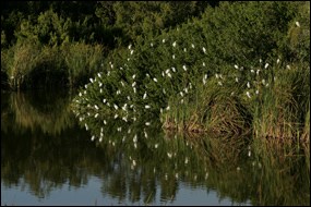 Snowy egrets roosting at Eco Pond