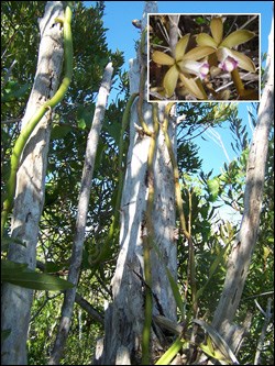 Wormvine orchid (Vanilla barbellata)