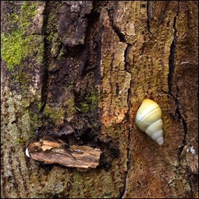 Tree snail on wild tamarind