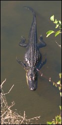 Photograph of American alligator swimming in water