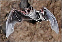 Brazilian free-tailed bat
