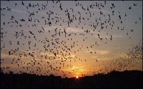 Bats emerging at dusk to feed
