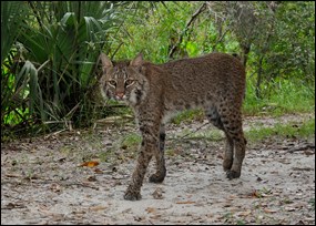 Bobcat photographed in Big Cypress National Preserve