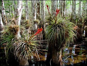 Bromeliads growing in a cypress dome