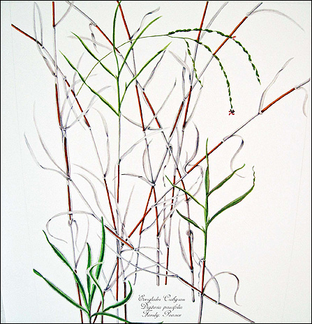 Everglades crabgrass