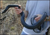 Person holding an Eastern indigo snake