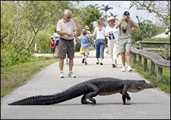 Alligator crossing the Anhinga Trail
