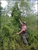 Old World climbing fern with a human for scale