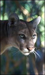 Photograph of the head of a Florida panther