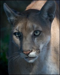 Photograph of Florida panther