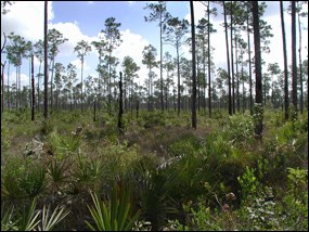 Everglades pinelands