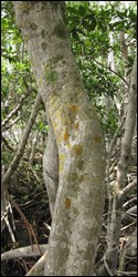 Several species of crustose lichen growing on the bark of a red mangrove tree
