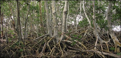 Red mangrove habitat also supports a variety of crustose lichens.