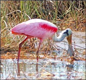 Roseate Spoonbill foraging for food