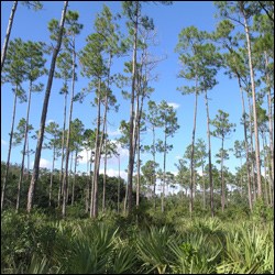 Blue skies and pinelands