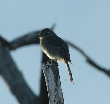 Cuban Pewee Credit LManfredi sm