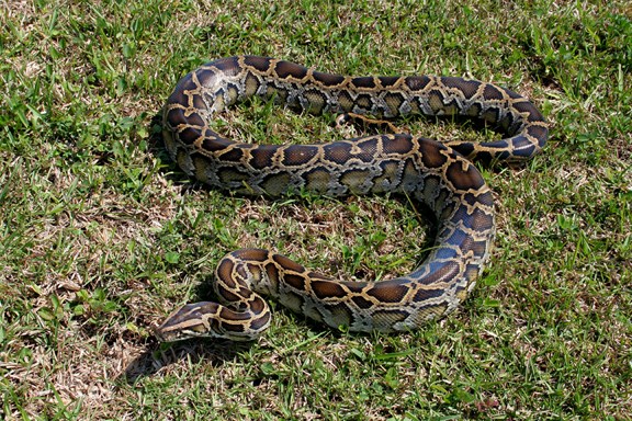 Burmese Python