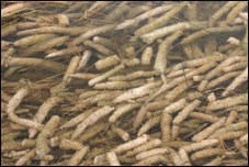 Periphyton Floating in Water