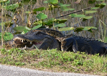 Alligator and Python intertwined at Everglades National Park 2006