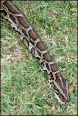 Burmese Python