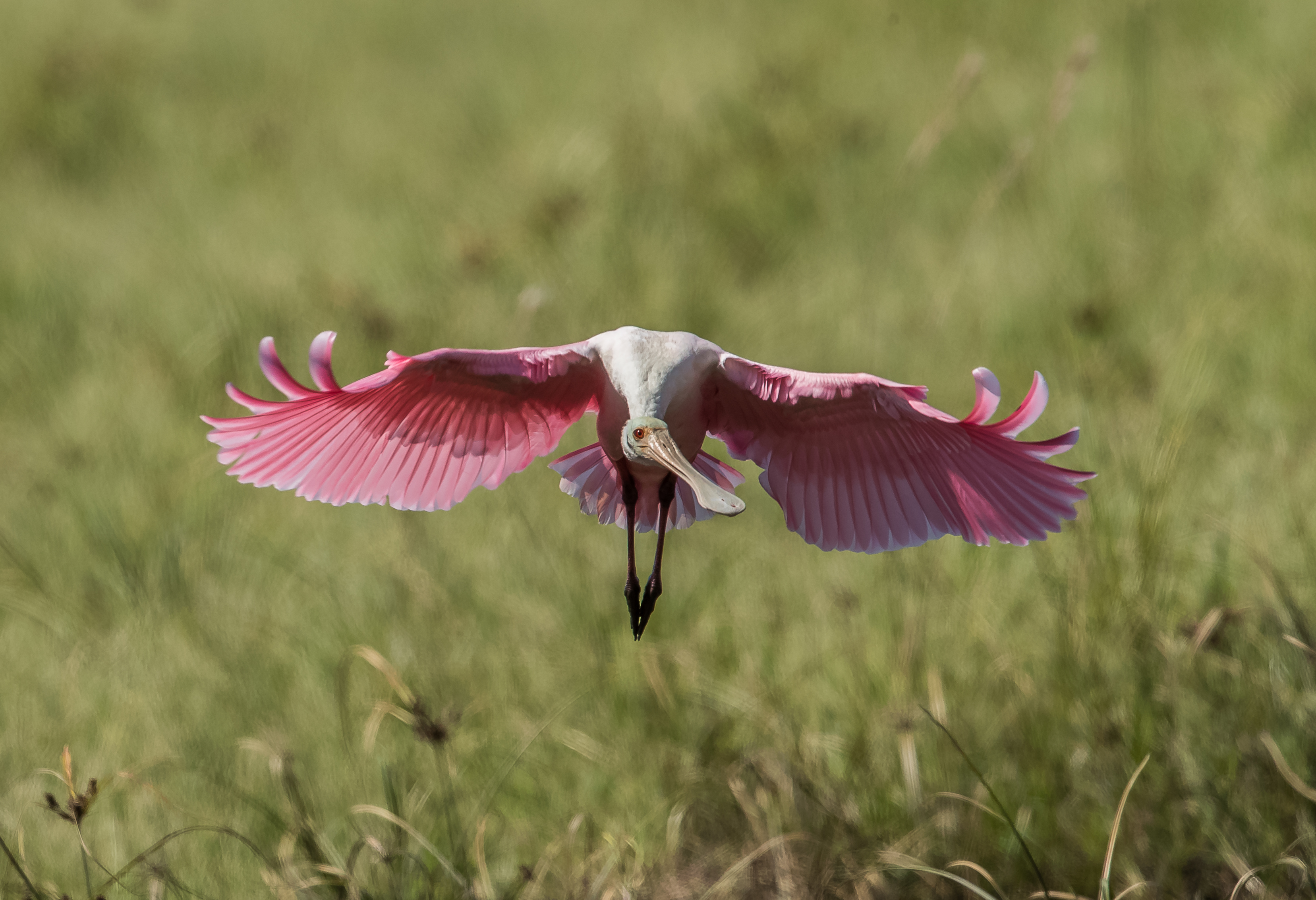 Roseate Spoonbill landing