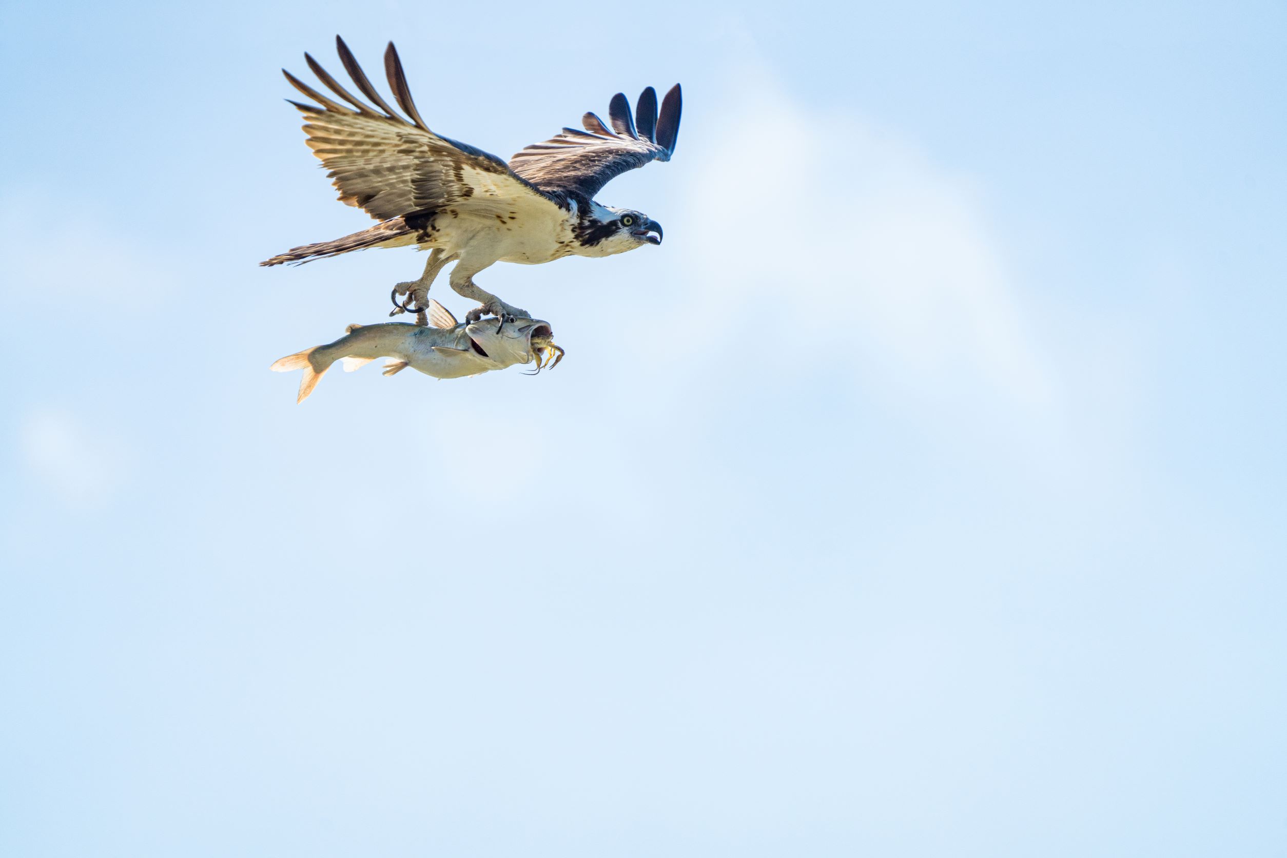 A large black and white bird flies through the air carrying a fish with its feet. Inside the fish’s mouth is a crab, with some of its legs hanging out.