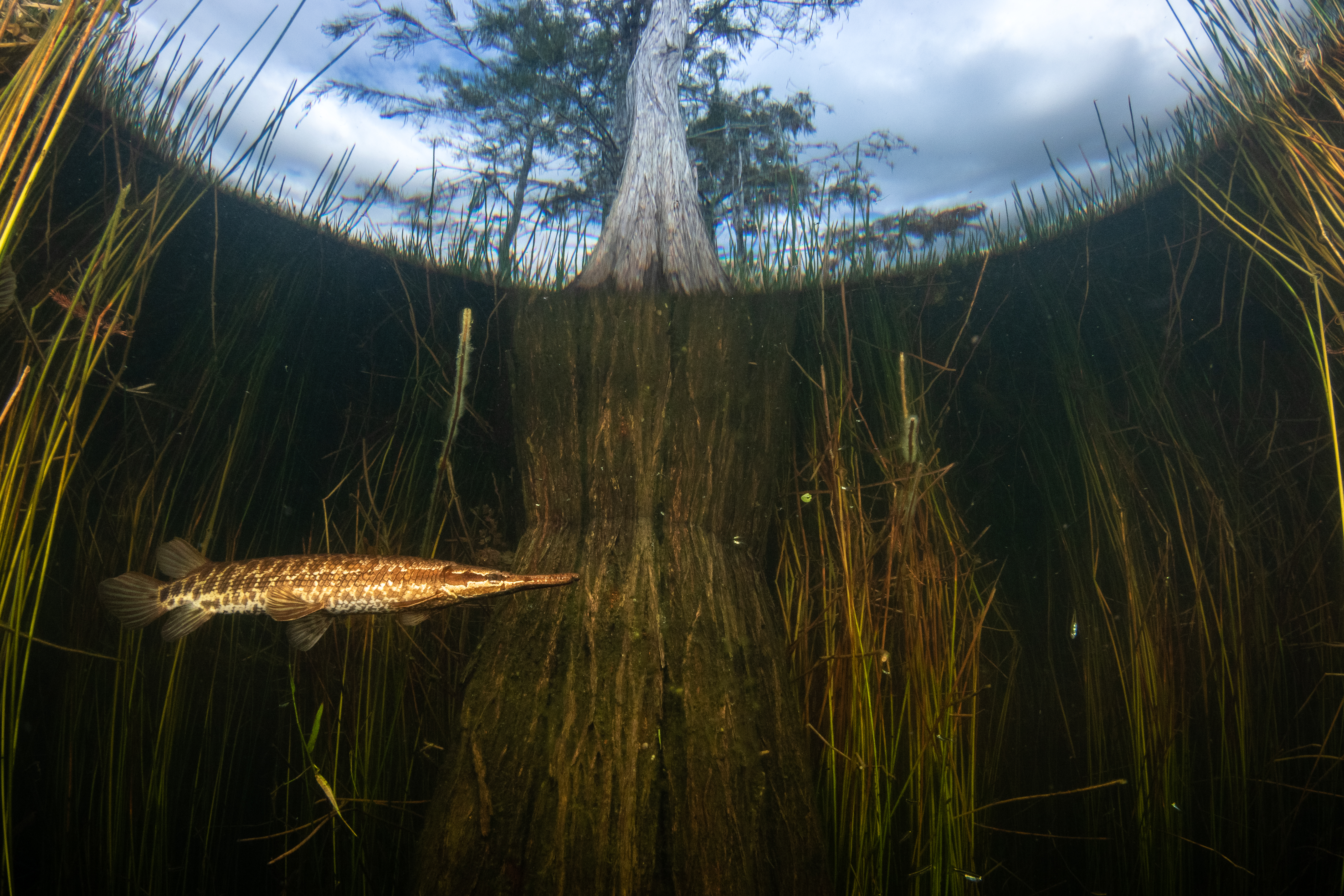 An underwater photo of a fish pointing up out of the water. A cypress tree can be seen emerging out of the water and out of the frame from the top. Aquatic vegetation can be seen behind the fish and around the tree.