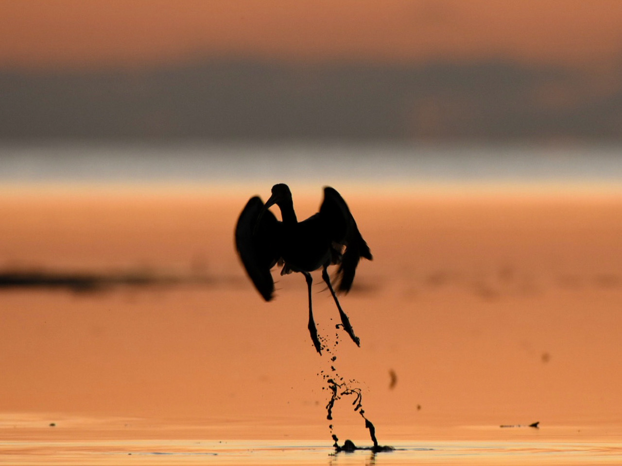 A bird in shadow takes off from the surface of the water