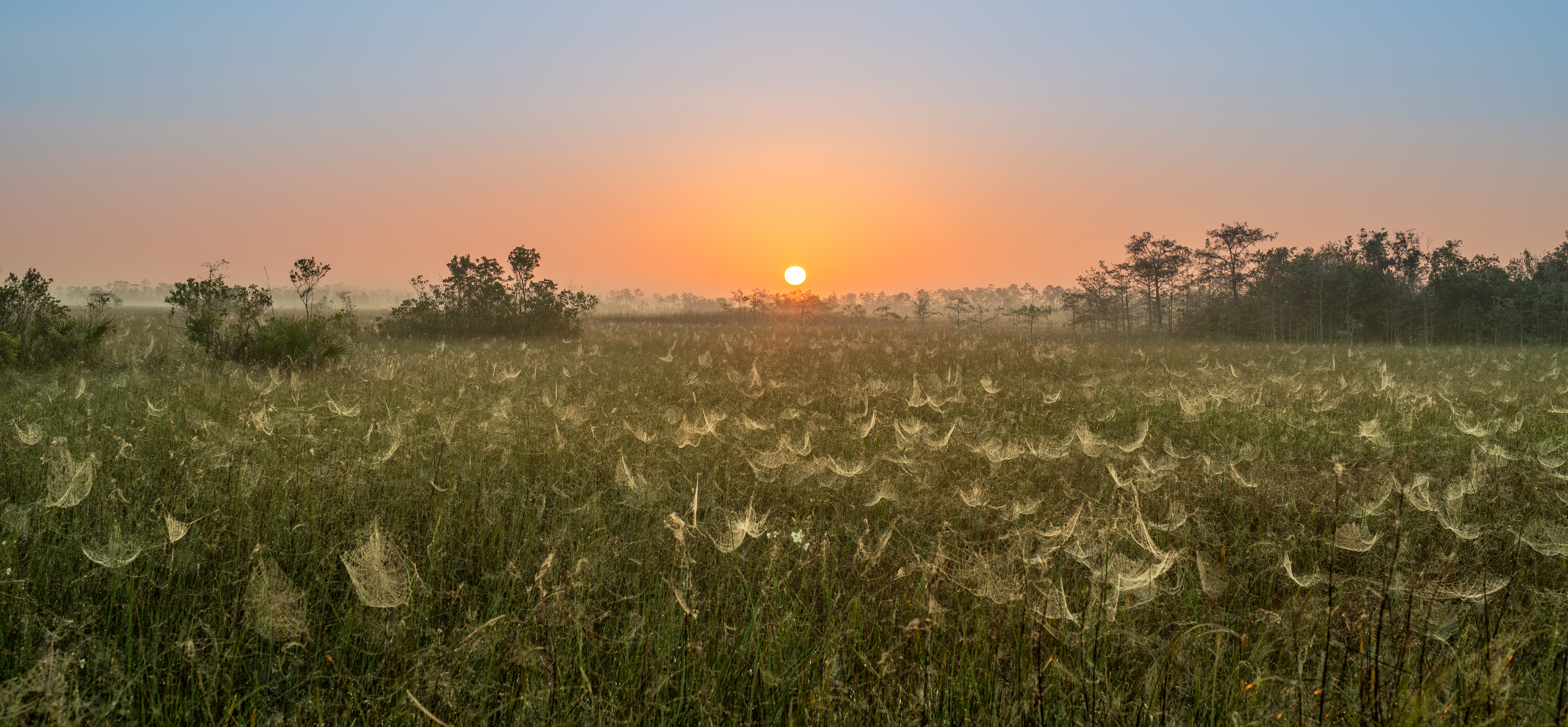 A field of cobwebs with a sunrise in the background