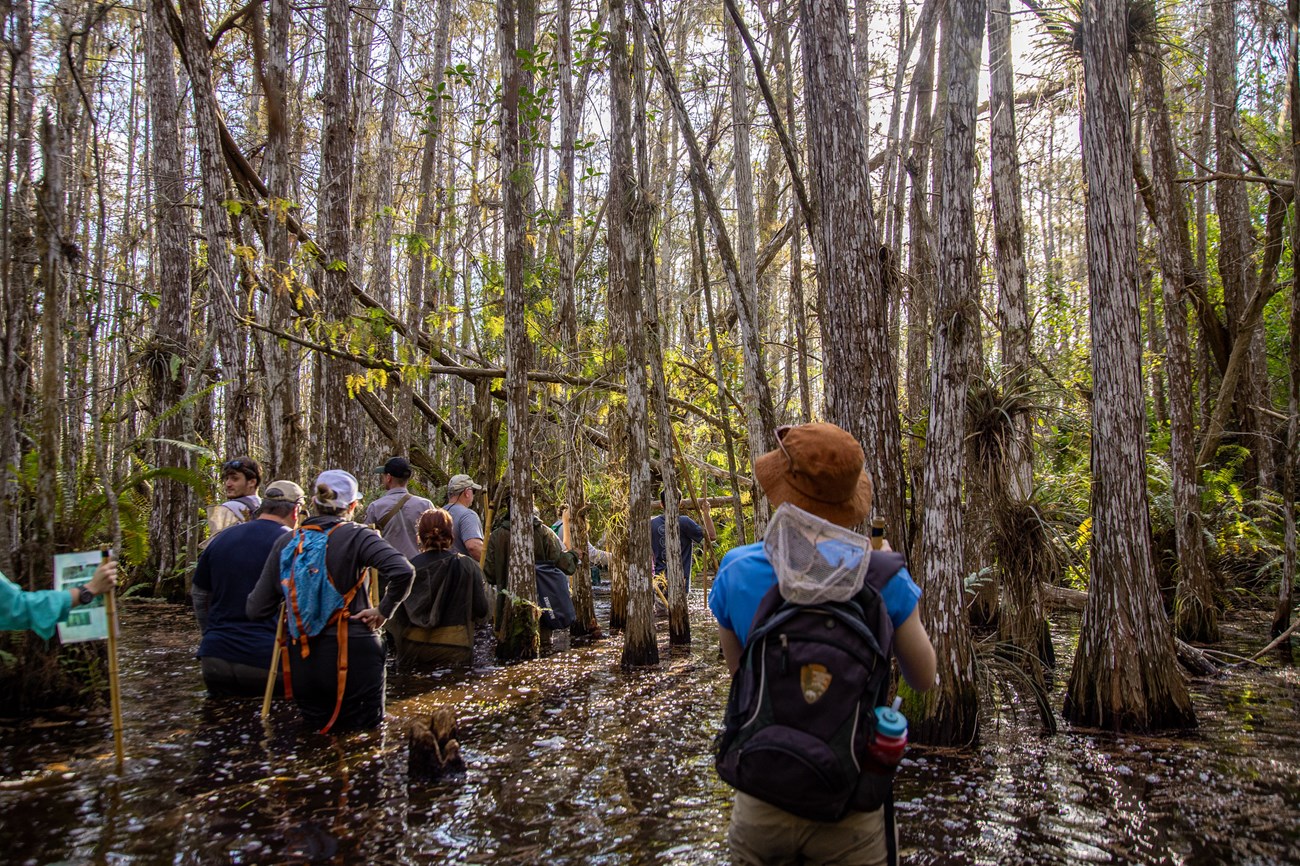 A group of people hike through water and plants in a cypress forest.