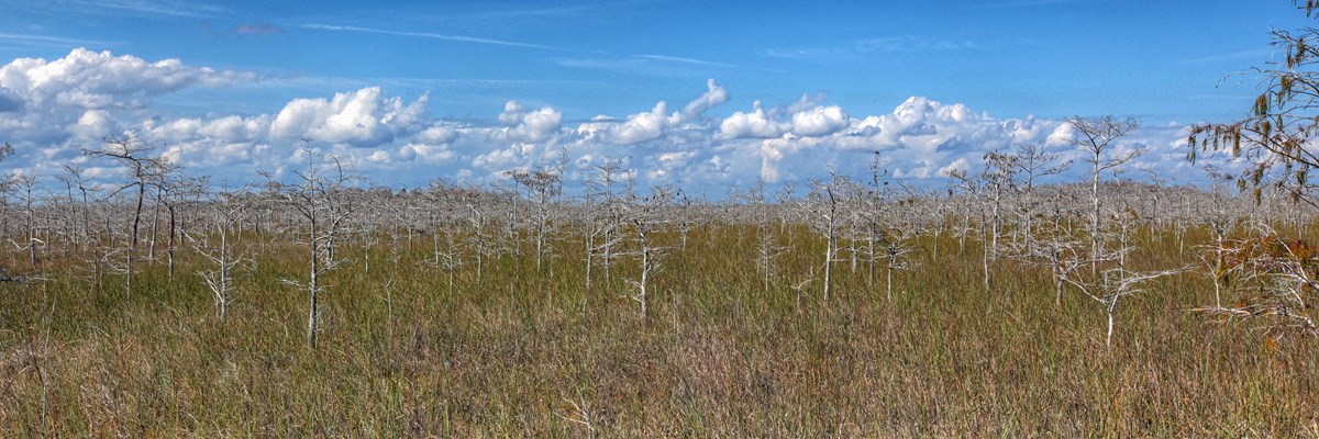 The Dry Season - Everglades National Park (U.S. National Park Service)