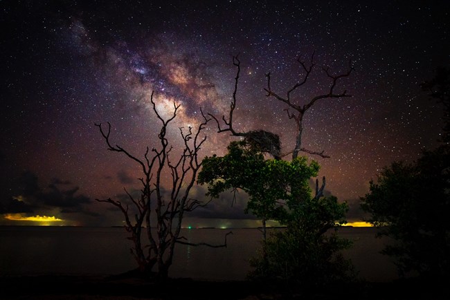 A night sky image showing the Milky Way and dead tree silhouettes.
